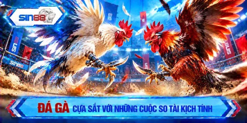 Đá gà cựa sắt tạo nên đặc trưng riêng so với chọi gà truyền thống
