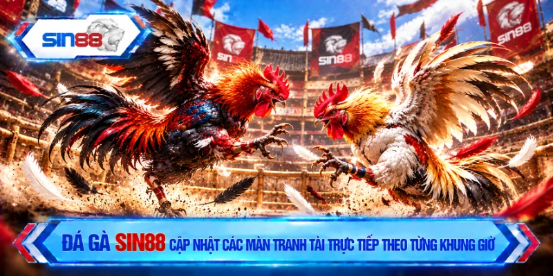 Đá gà SIN88 cập nhật các màn tranh tài trực tiếp theo từng khung giờ