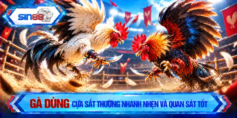 Gà dùng cựa sắt thường nhanh nhẹn và quan sát tốt