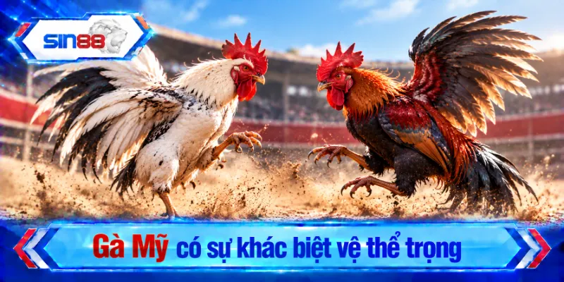 Gà Mỹ có sự khác biệt vệ thể trọng